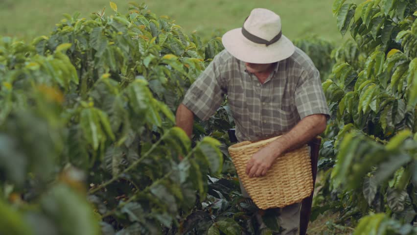 Coffee Farmer Quindio Colombia 06