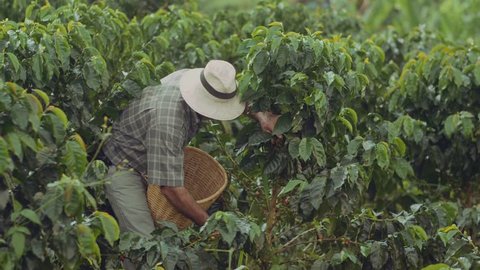 Coffee Farmer Quindio Colombia 07