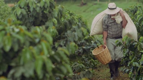 Coffee Farmer Quindio Colombia 01