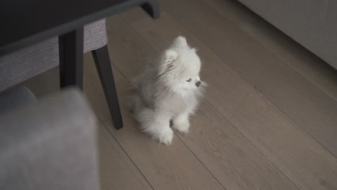 Small white dog of Pomeranian spitz breed sitting at floor. Pet at home. White dog plays with man