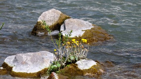 Tussilago farfara or coltsfoot flowers on stones in the river Vydriha near village Belovo in Novosibirsk region, Siberia, Russia