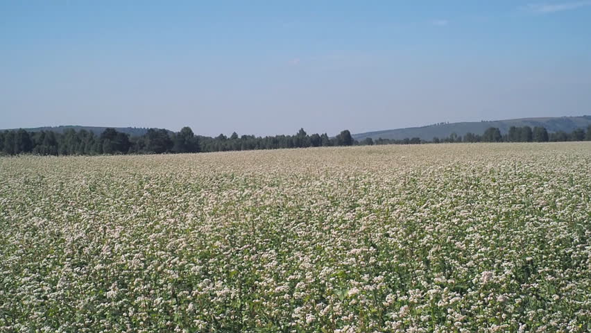 Blossoming buckwheat field in summer.