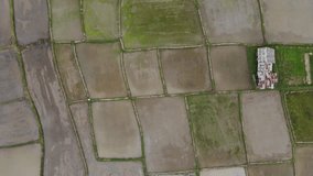Farmers are planting rice field, Top view aerial video from drone of Rice fields with cottages