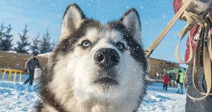 CINEMAGRAPH, 4k, falling snow with a winter beautiful portrait of a dog, loop