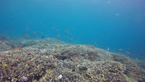 Underwater coral reef and fish in Indonesia 