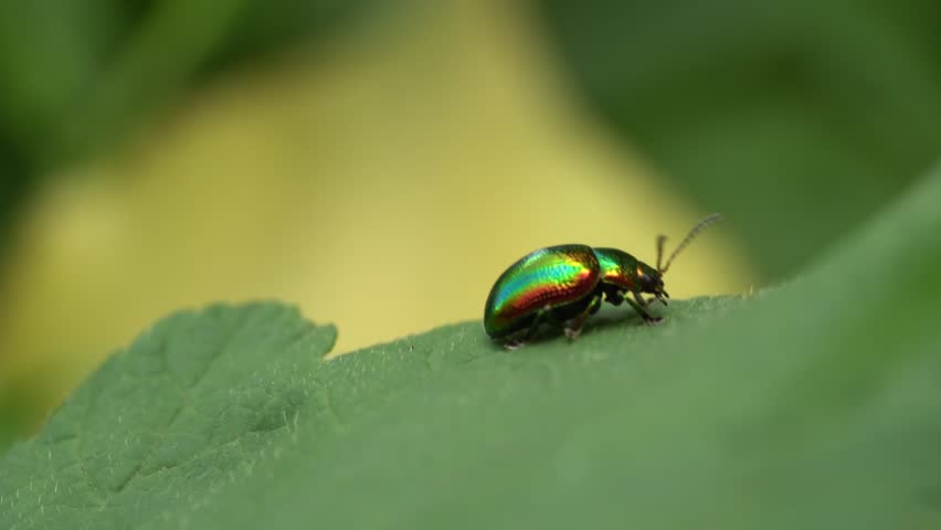 Close-up of green beetle Chrysolina herbacea sitting and crawling among green and yellow leaf plants in summer in the foothills of the Caucasus