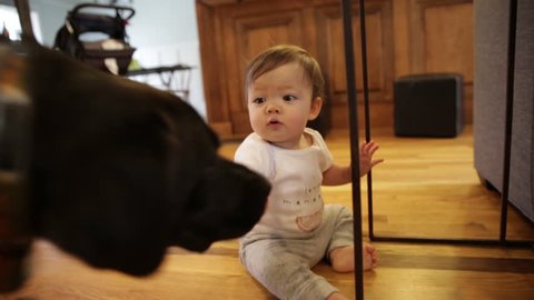 Sweet Dog and Little Baby Playing on Hardwood Floor