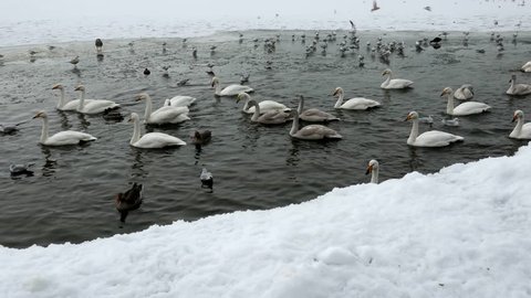 Group of swans swimming on a half frozen river Video stock