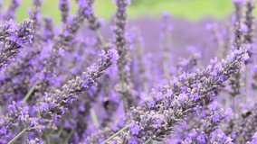 HD video of many Bumble bees working collecting pollen from french lavender flowers. Bumblebees have round bodies covered in soft hair called pile, making them appear and feel fuzzy.