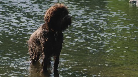 Dog playing in a pond in prospect park