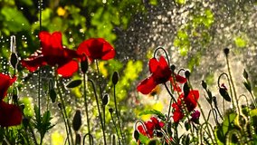 Water splashes in the background and poppies are comforted with pleasure..Poppies in the rainbow field environment.Bright background in poppy.Easy movement of poppies in a meadow.