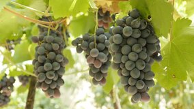 Vines with grapes fruit hanging close-up 4K footage