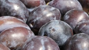 Close-up of plum fruit from genus Prunus 4K tilting footage