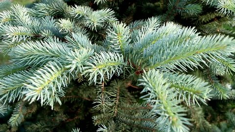 Coniferous Forest Blue Spruce Background Bright Stock Photo 737760097 