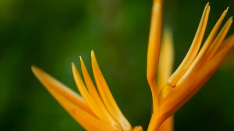 Orange and yellow heliconia, Strelitzia, Bird of Paradise macro close-up, green leaves in background. Paradise tropical exotic flower blooming in rainforest or garden. Soft selective focus, copy space Video de stock