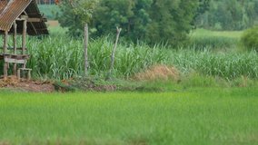 Panning video of Green rice field in Thailand