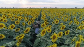 enjoying vacation, aerial video of running girl is having fun on the field with sunflowers at summer