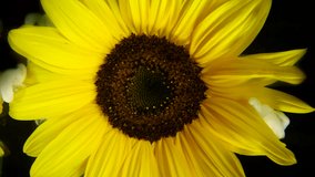 Top view of amazing spreading of paint on sunflower against black background. - Powered by Shutterstock - Get 15% off with code: PIKWIZARD15