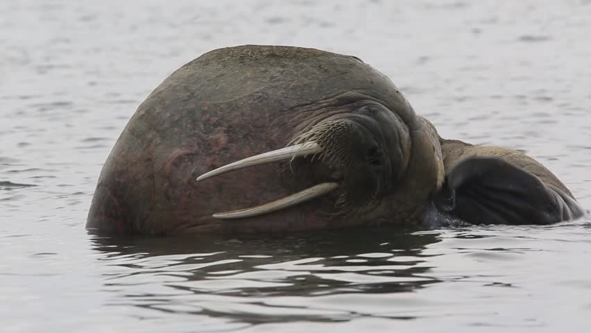 Walrus (Odobenus rosmarus), portrait scratching, Antarctica
