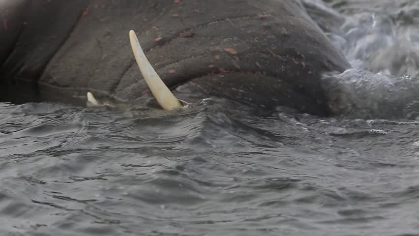 Walrus (Odobenus rosmarus), close adult face scratching in shallows, Antarctica