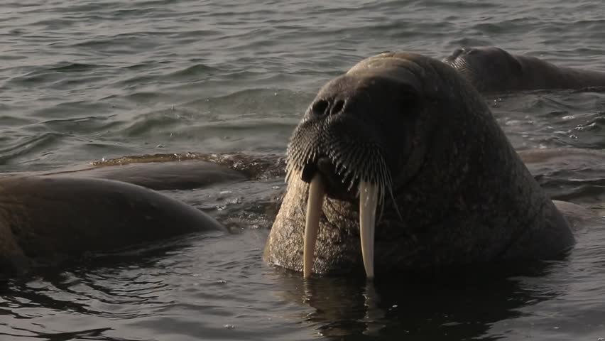 Walrus (Odobenus rosmarus), medium close shot of group in shallows, Antarctica