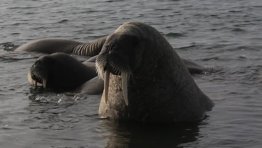 Walrus (Odobenus rosmarus), medium shot of group in shallows, Antarctica