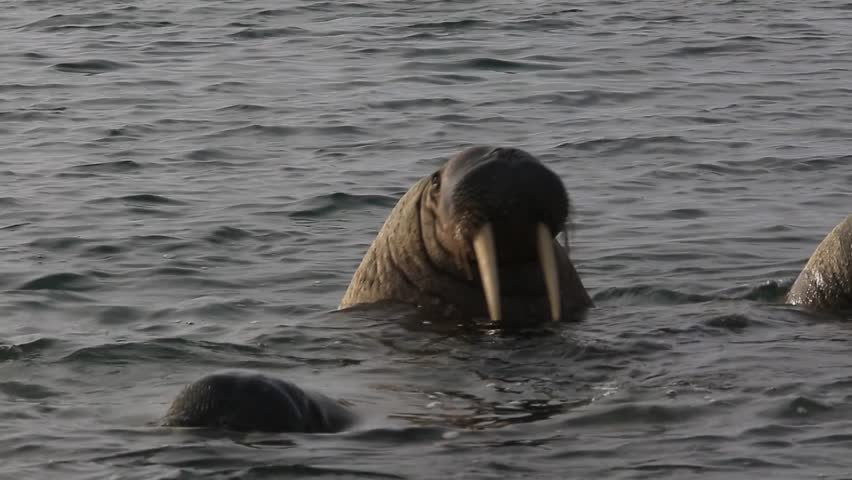 Walrus (Odobenus rosmarus), close group in shallows, Antarctica