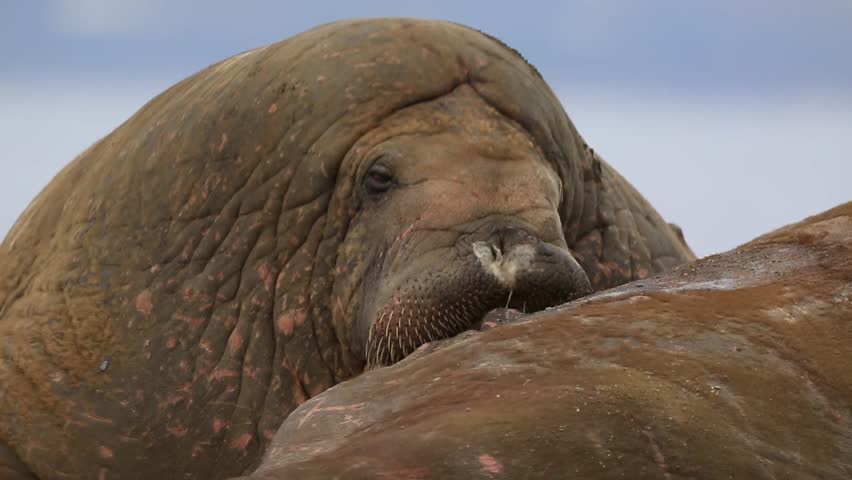 Walrus (Odobenus rosmarus), close adult portrait in group nuzzling another, Antarctica