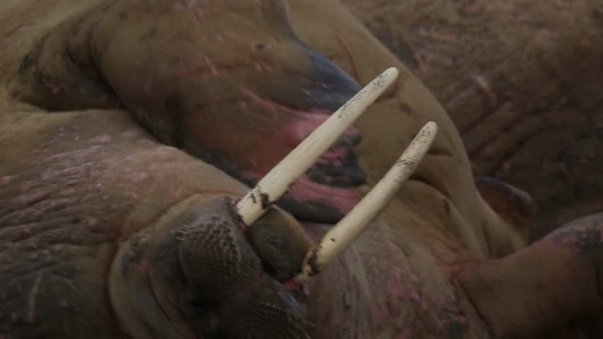 Walrus (Odobenus rosmarus), close adult face scratching chin, Antarctica