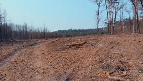 Ecological disaster. Pano view of big forest with deforestated area