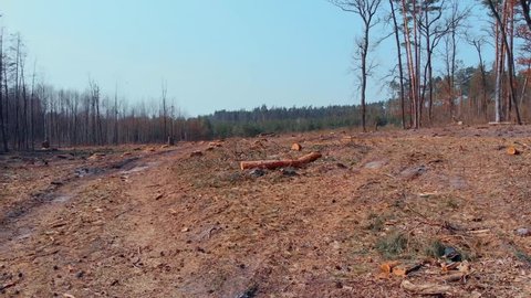 Ecological disaster. Pano view of big forest with deforestated area