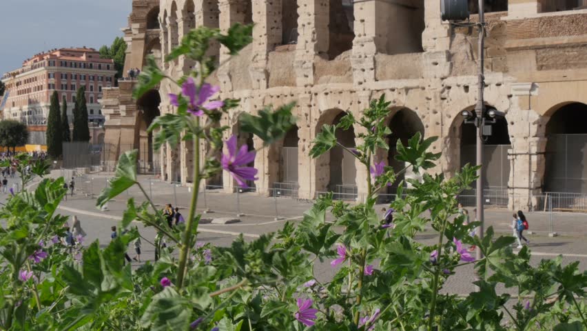 Colosseum, Rome, Lazio, Italy, Europe