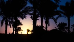 Palm trees in the sunrise. Sunrise in Egypt.