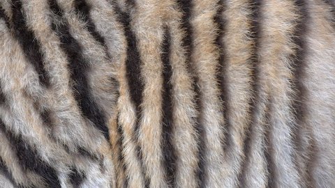 Tiger fur tracking shot