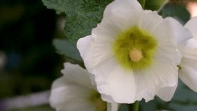 Video macro shooting of a mallow flower close-up with a bumblebee that collects pollen