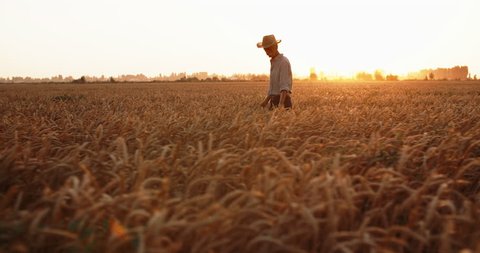 elderly caucasian male farmer touching ears of wheat in field in sunset - agriculture, farming concept 4k