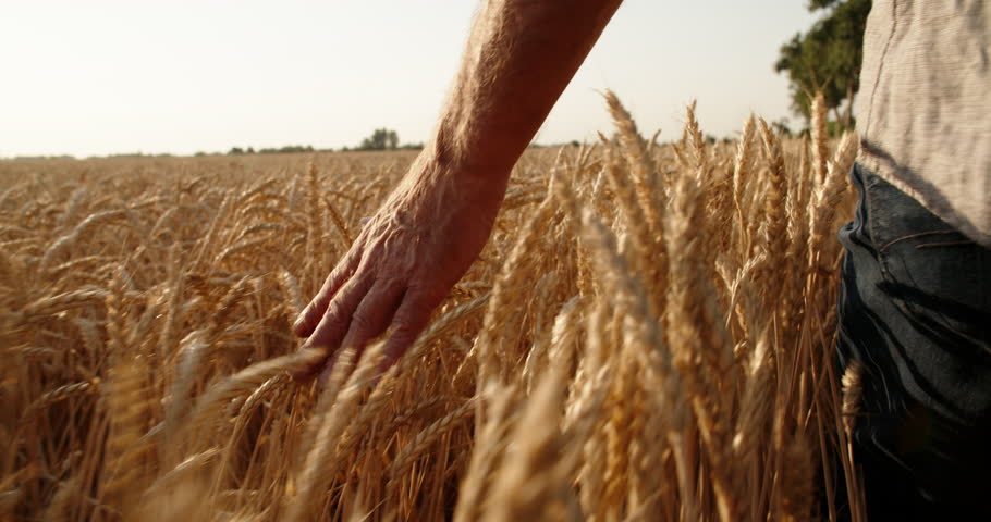old farmer walking down the wheat field in sunset touching wheat ears with hands - agriculture concept 4k Royalty-Free Stock Footage #1014758927