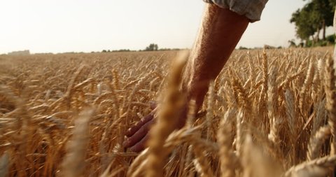 old farmer walking down the wheat field in sunset touching wheat ears with hands - agriculture concept 4k