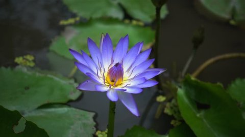 Slow-motion footage of Purple lotus flower and bee collecting pollen