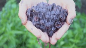 black raspberry in hands and water falling on the berries on green background. Front view. slowmotion