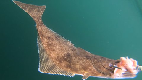 North Pacific Halibut (Hippoglossus Stenolepsis). These Alaskan Halibut are a great sportfish and excellent seafood. Underwater footage, 50% natural speed.