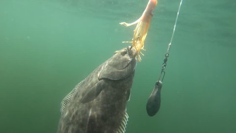 North Pacific Halibut (Hippoglossus Stenolepsis). These Alaskan Halibut are a great sportfish and excellent seafood. Underwater footage, 50% natural speed.