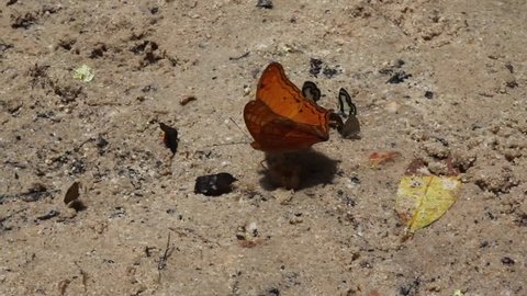 Orange butterfly eating food on the sand