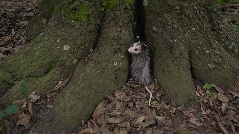 A juvenile Opossum, Didelphus virginiana, North America's only marsupial, climbs up a tree trunk.