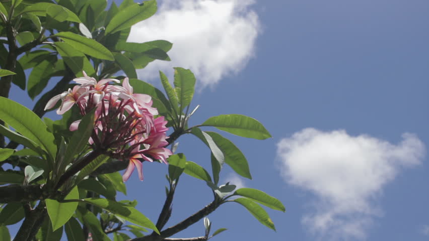 Pink Flower Blowing in Breeze in Hawaii