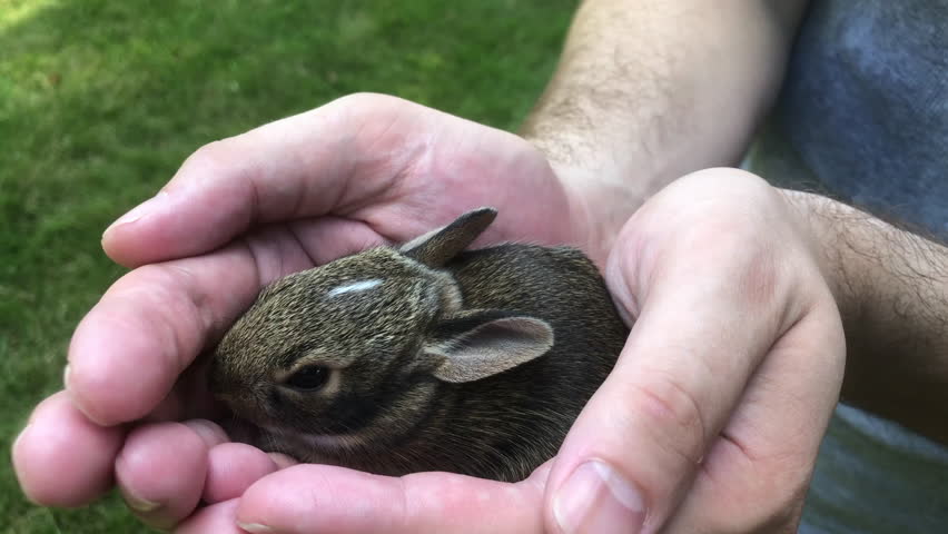baby bunny in hand