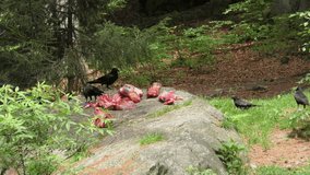 4K footage of a raven feeding on a deer carcass in the Bavarian Forest National Park (Nationalpark Bayerischer Wald) in Bavaria, Germany. The Ural owl has an extended distribution area in Europe and A