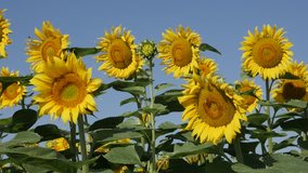 Yellow sunflower (Helianthus annuus) plant heads under blue sky slow-mo video