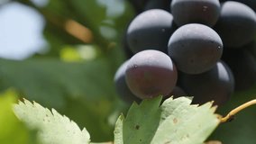Vitis genus fruit on vines before harvest 4K footage