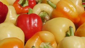 Picked organic bell peppers (Capsicum annuum) 4K footage